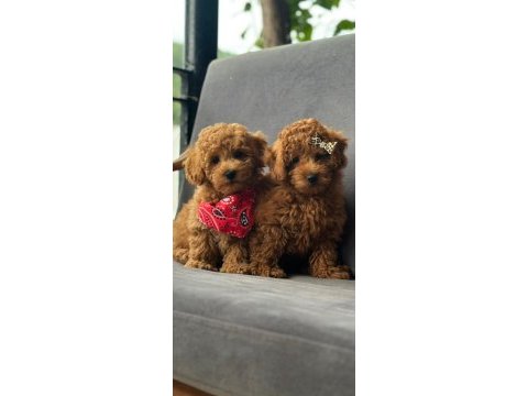 Toy poodle bebekler ruhsatlı çiftlikten