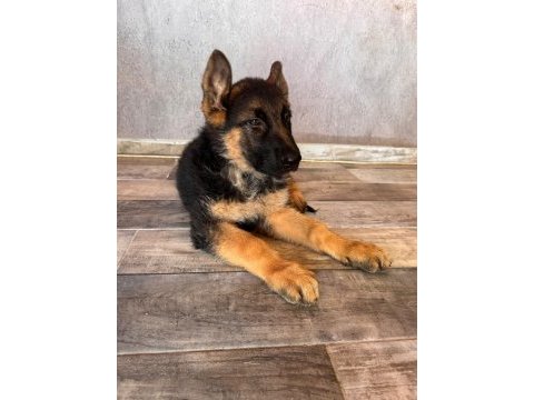 Alman çoban köpeği yavrularımız
