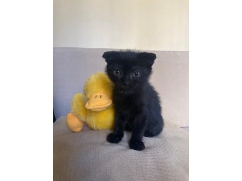 Scottish fold ve british shorthair yavruları