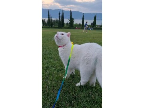 Kısırlaştırılmış erkek scottish fold