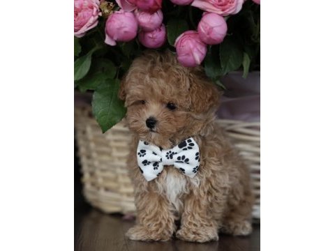 Micro boy aşılı maltipoo (gercek görsel)