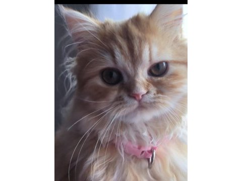 British longhair sarl