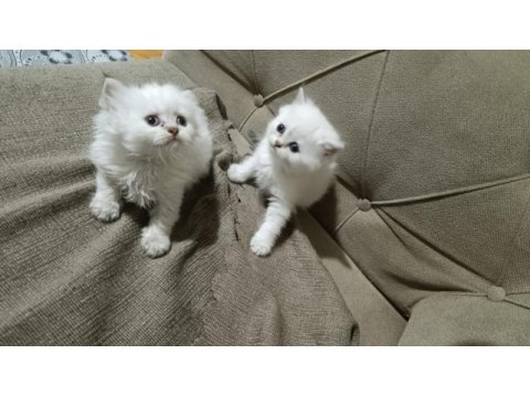 A kalite güzel yavru kediler