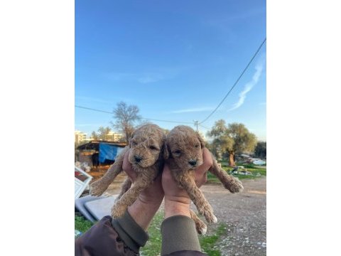 3 kg garantili maltipoo bebekler