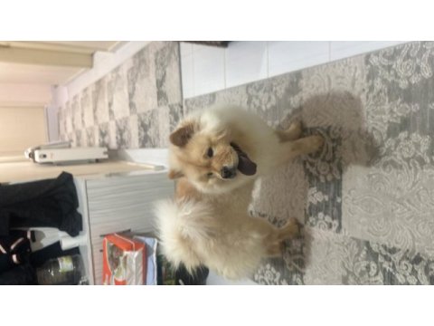 Chow chow (çin aslanı)