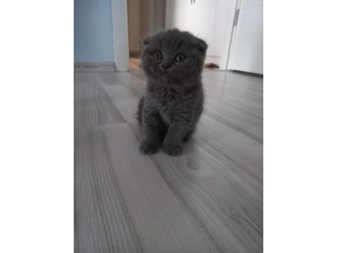 0 kulak top kafa scottish fold