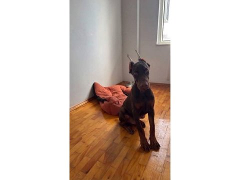 Full estetikli king doberman