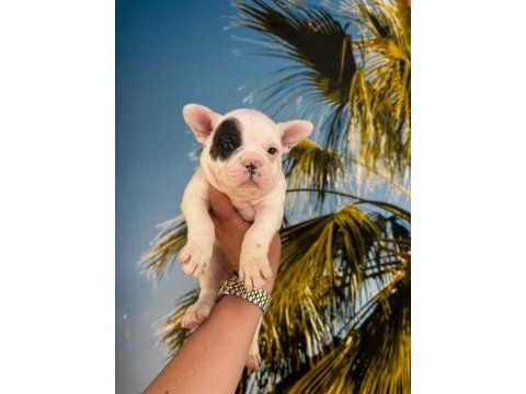 Fransız bulldog köpekler hazırdır