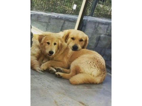 Golden retriever çift olarak sahiplendirme
