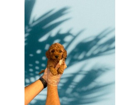 Tüy dökmeyen mükemmel toy poodle yavrular
