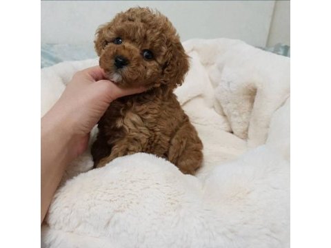 Toy poodle kore