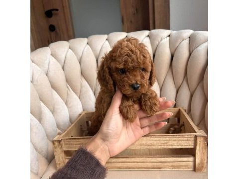 Toypoodle veteriner kontrollü yavrularımız 