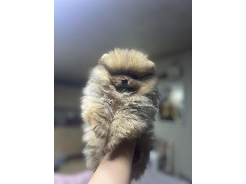 Pomeranian boo bebeklerim
