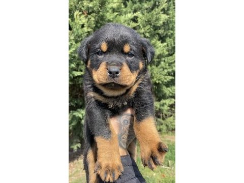 Koca kafa rottweiler yavrular son 1 dişi 1 erkek