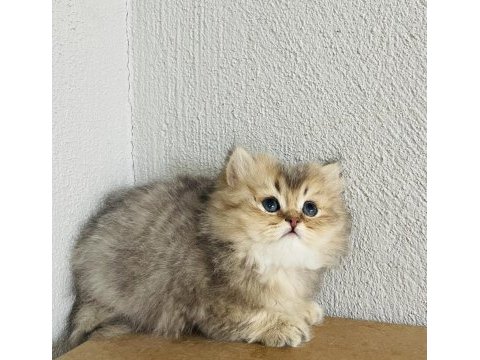 55 günlük yavru british longhair