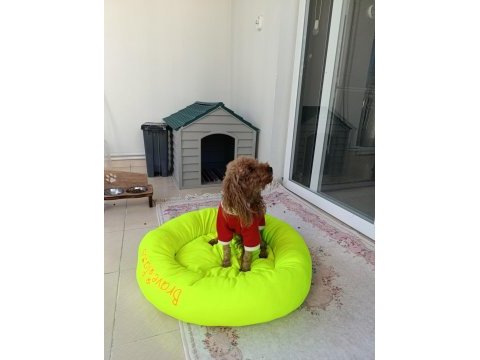 4 yaşında dişi poodle