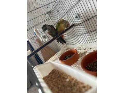 Elimde 6 adet var isteyene 3 çift konur papağanı