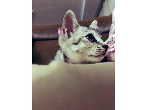 British shorthair kızıma yuva arıyorum