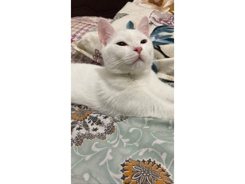 Kar beyazı ankara kedisi