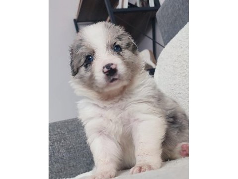 Sağlıklı safkan border collie yavrular