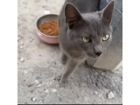Russian blue tatlı mı tatlı kedimiz