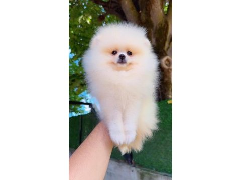 Pomeranian boo yavru