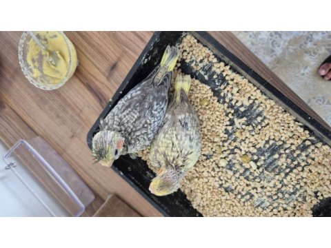 Nutribird a21 ile elle beslenen sağlıklı sultan yavrular