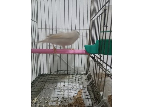 Dik ötümde beyaz tepeli kanarya