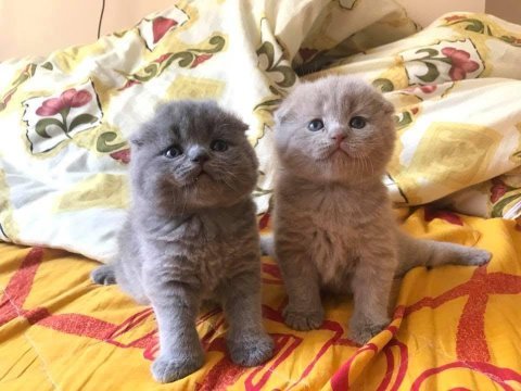 Bebek yüz top kafa scottish fold yavrularımız