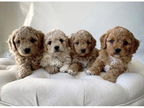 Resmi işletmeden maltipoo cinsi yavrular