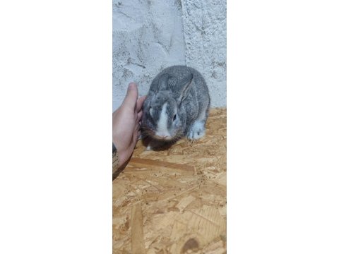 Mavi göz cüce yavru tavşan