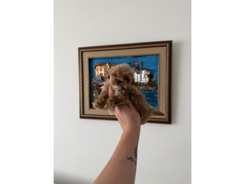 Teacup maltıpoo yavrularımız