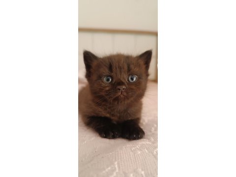 British shorthair tabby cinsi safkan