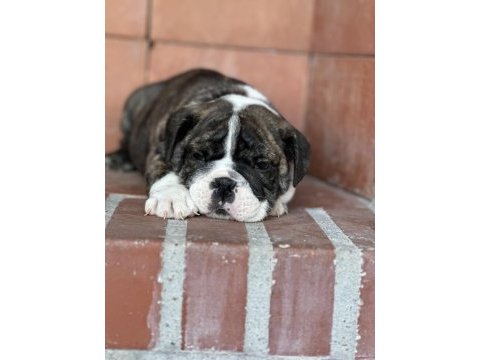 Harika anatomi ingiliz bulldog