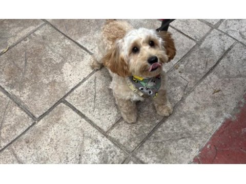 Safkan maltipoo 5,5 aylık erkek