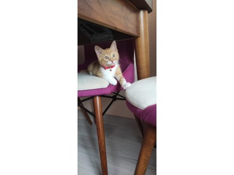 Tekir kedimiz