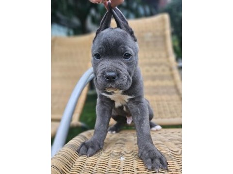 Blue dişi ve erkek cane corso king yavrular