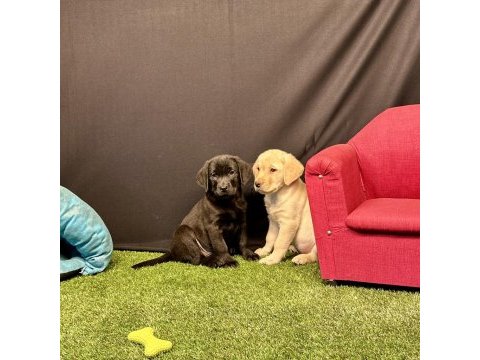 Harika labrador retriever yavruları
