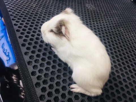Guinea pig ler