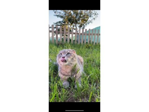 Tefo scottish fold
