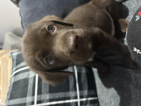 Chocolate labrador yavru