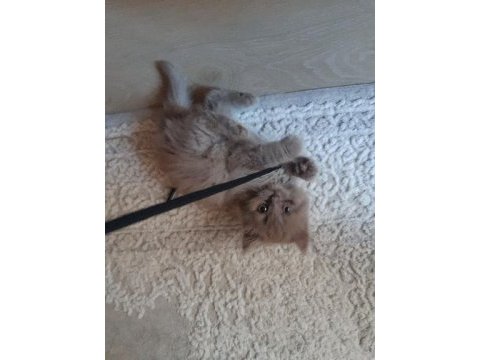British longhair kumru ailesini arıyor