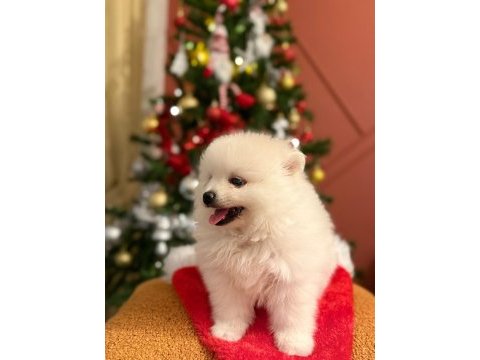 Kızımız acil sahiplendirilecek pomeranian
