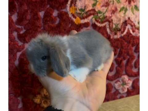 Blue ve beyaz mavi göz hollanda lop tavşanı