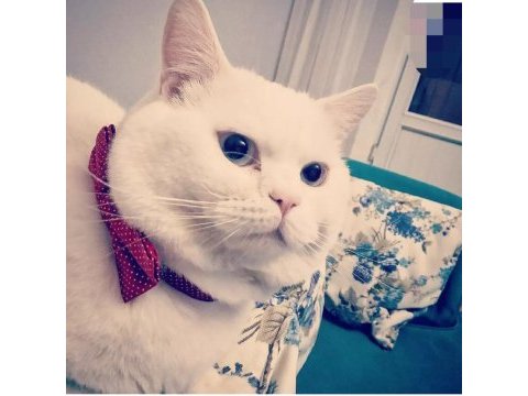 Kaliteli uygun puanlı scottish fold