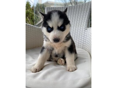 Orijinal veteriner kontrollü husky yavrularım