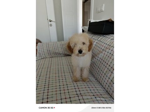 Toy poodle 5 aylık köpeğimiz