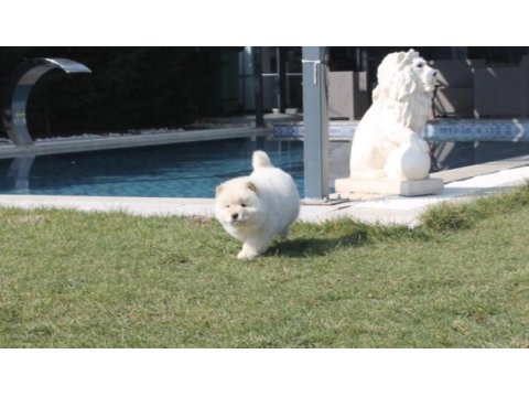 Chow chow köpeği yavruları