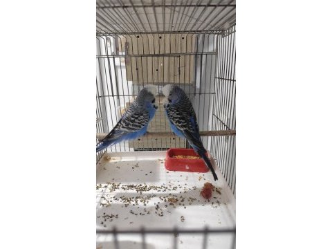 Show jumbo çift kuştur