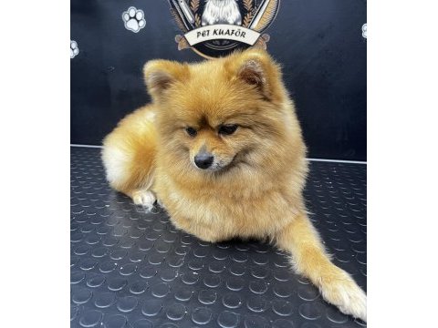 Uygun annelik tecrübeli dişi pomeranian boo